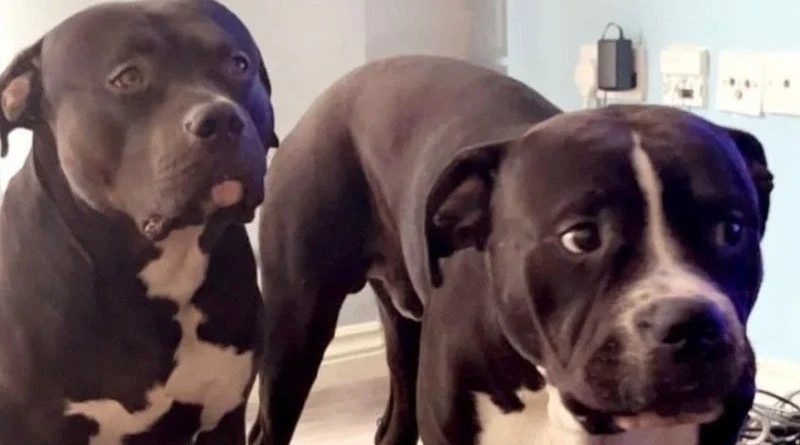 Justice for Marshall and Millions the 2 staffies shot by metropolitan police
